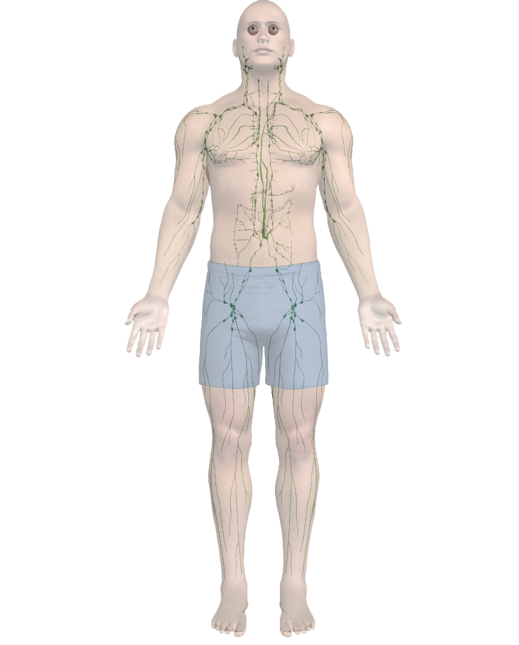body-lymph