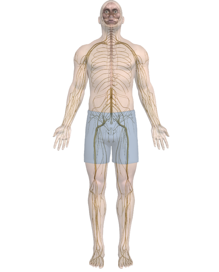 body-nerves